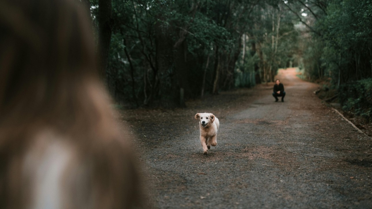 5 fun Activities to Do with Your Dog to Stay Active