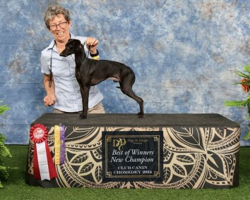 CH Nubiad Nil Under Monarque Wings