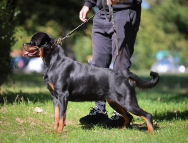 Coco Wizard Montenegro Rott